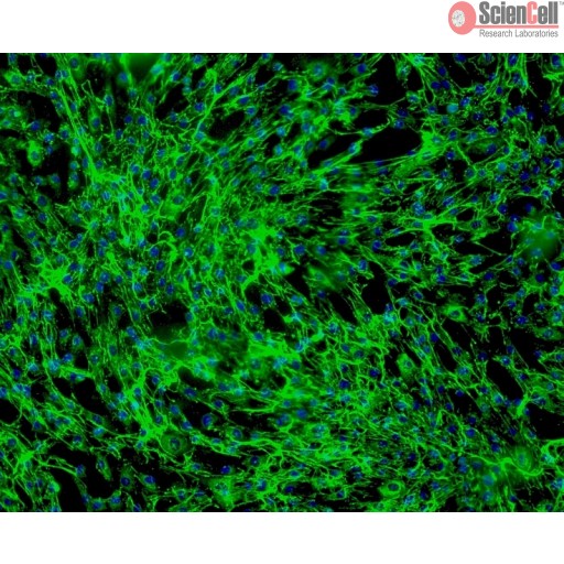 Human Hair Cell_HHIRSC