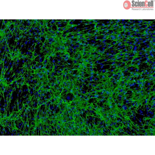 Human Hair Cell_HHORSC